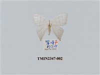 藏品(燕鉤蛾)的圖片